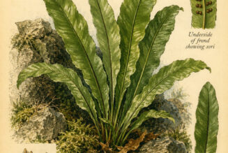 Hart’s Tongue Fern in Paganism and Witchcraft: The Leaf of Hidden Wisdom