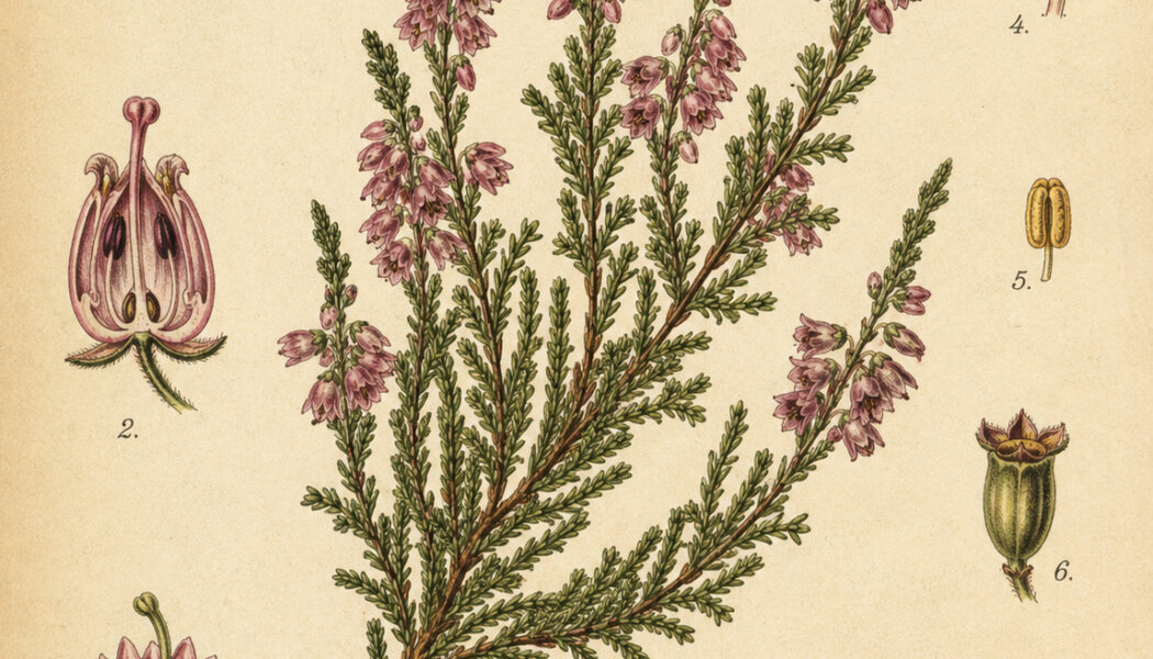 Erica: Heather’s Sacred Place in Paganism and Witchcraft
