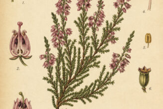 Erica: Heather’s Sacred Place in Paganism and Witchcraft