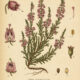 Erica: Heather’s Sacred Place in Paganism and Witchcraft