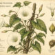 Hedge Bindweed in Paganism and Witchcraft