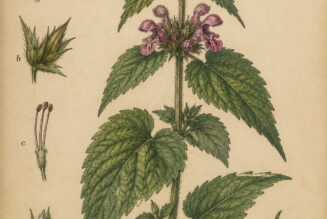 Hedge Woundwort (Stachys sylvatica) in Paganism and Witchcraft