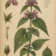 Hedge Woundwort (Stachys sylvatica) in Paganism and Witchcraft