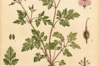 Herb Robert (Geranium robertianum) in Paganism and Witchcraft