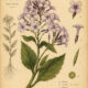 Hesperis in Paganism and Witchcraft: The Fragrant Flower of Twilight