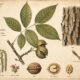 Hickory in Paganism and Witchcraft