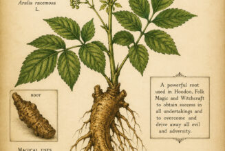 High John the Conqueror Root in Paganism and Witchcraft
