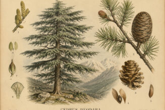 Himalayan Cedar in Paganism and Witchcraft