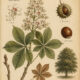 Horse Chestnut in Paganism and Witchcraft
