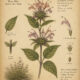 Horse Mint in Paganism and Witchcraft