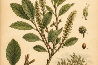 Sweet Gale in Paganism and Witchcraft