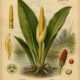 The Golden Club Plant in Paganism and Witchcraft