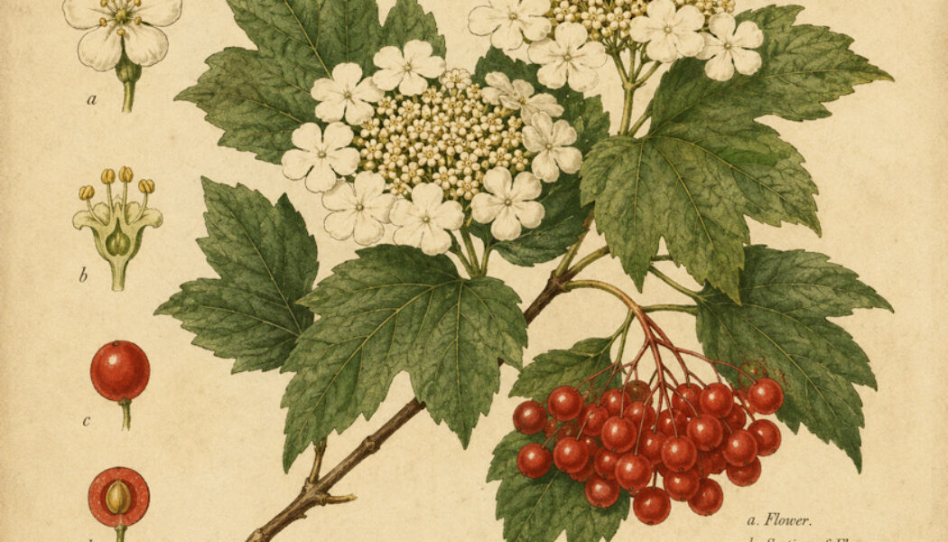 The Guelder Rose in Paganism and Witchcraft