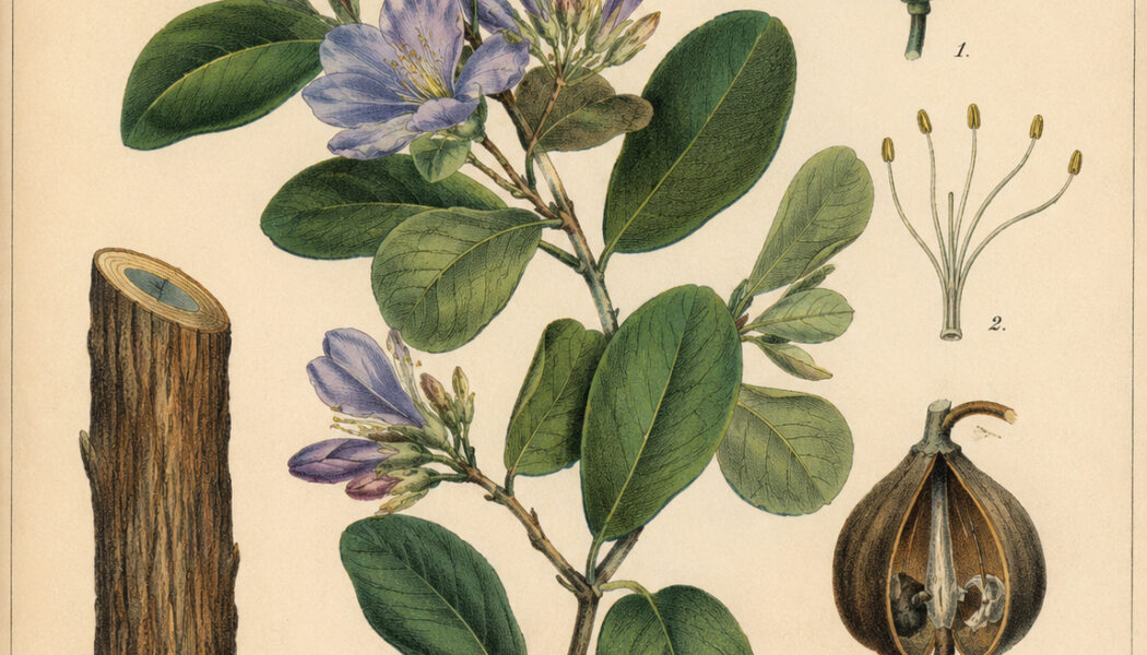 Guaiacum in Paganism and Witchcraft