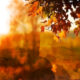 Honouring the Autumn Equinox: A Solitary Pagan Witch’s Reflection
