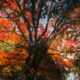 Prosperity Magic at the Autumn Equinox