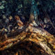 Autumn Equinox Correspondences for the Solitary Pagan Witch